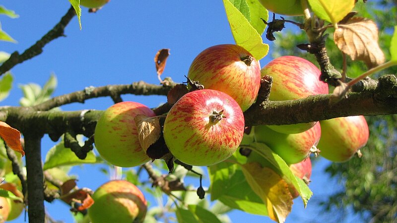 reife Äpfel am Baum mit Blättern