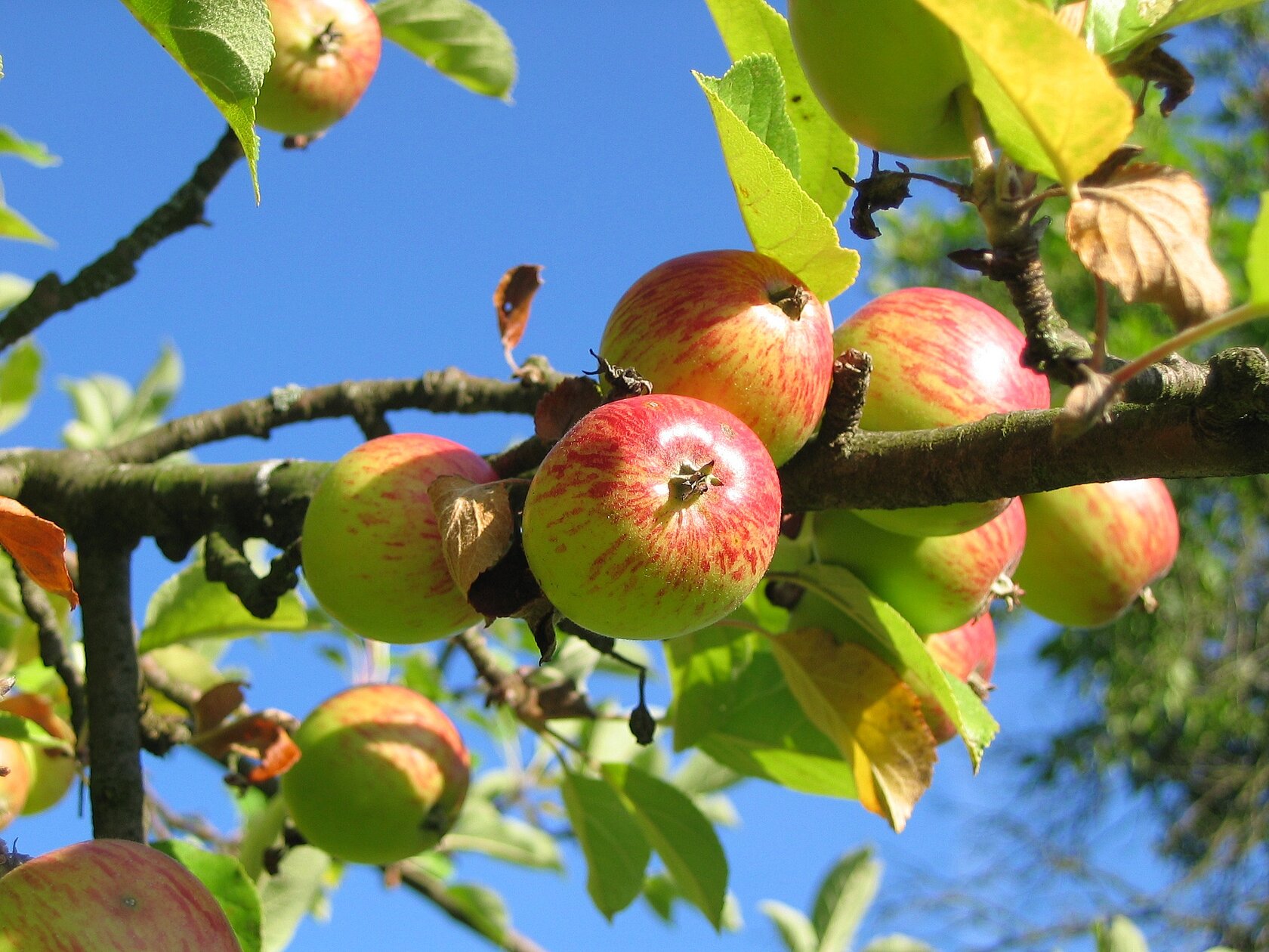 reife Äpfel am Baum mit Blättern