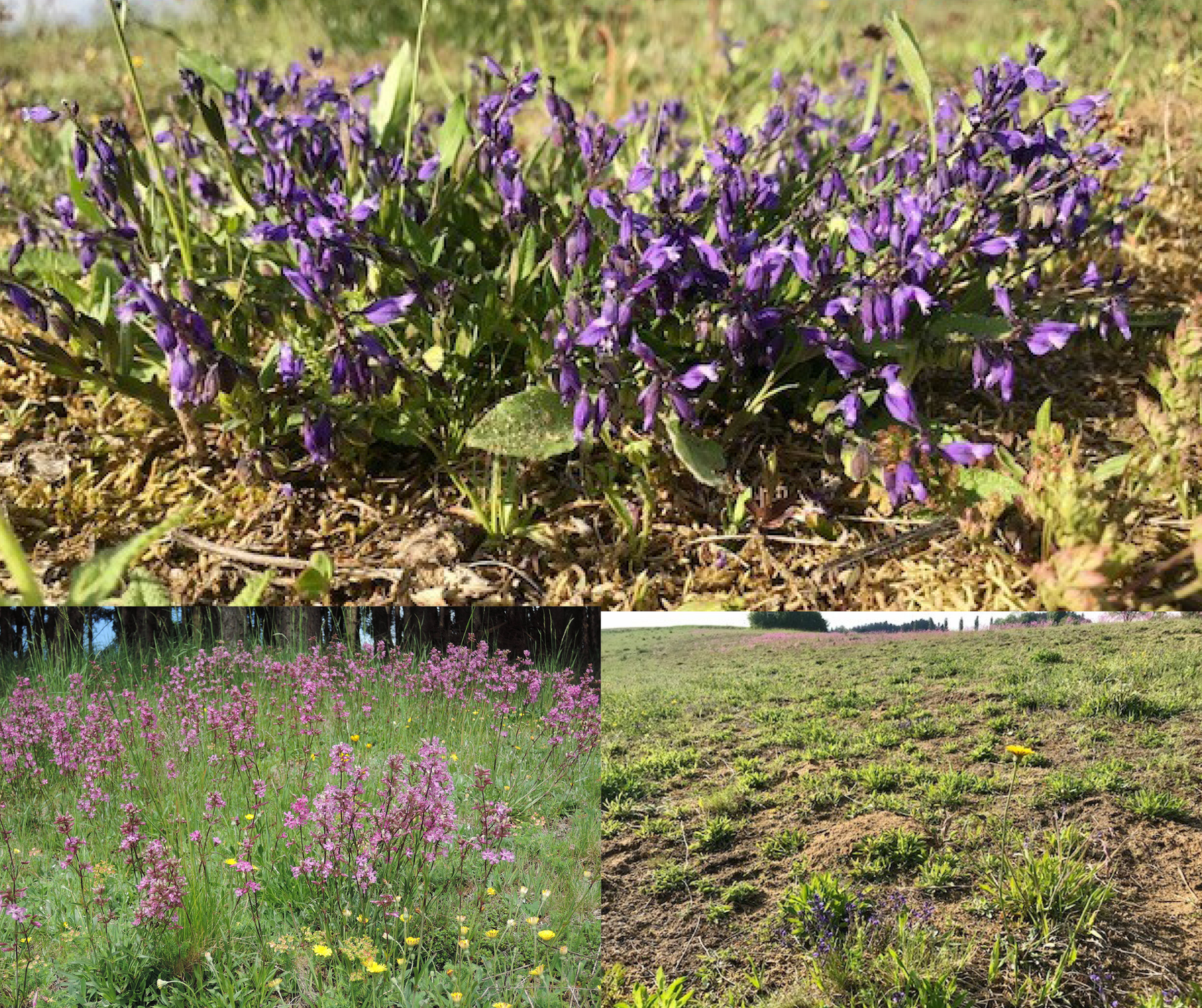 alt="oben: Pechnelke (Lychnis viscaria), links: Kreuzblümchen (Polygala vulgaris), rechts: Offene, sandige Bodenbereiche bieten einen idealen Lebensraum für Insekten, insbesondere für Wildbienen und Laufkäfer."