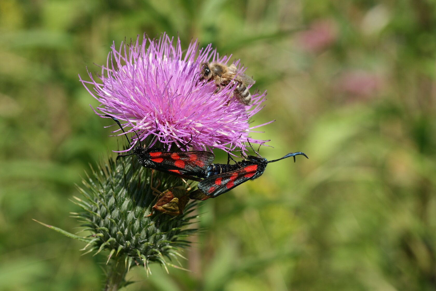 Biene und Falter auf einer lila Distel